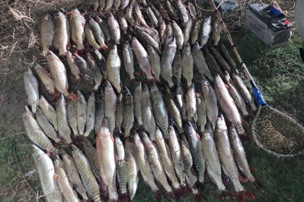 На Одещині впіймали браконьєрів з уловом щуки на 300 тис. грн