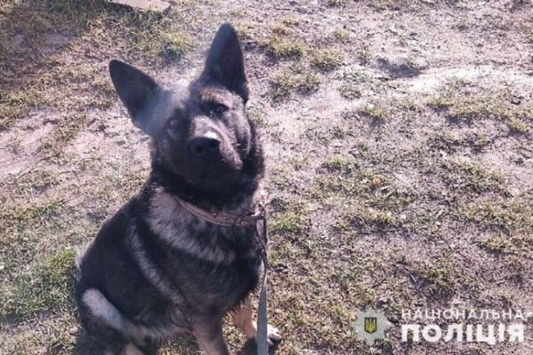 На Тернопільщині німецька вівчарка пошматувала обличчя 11-річній дівчинці