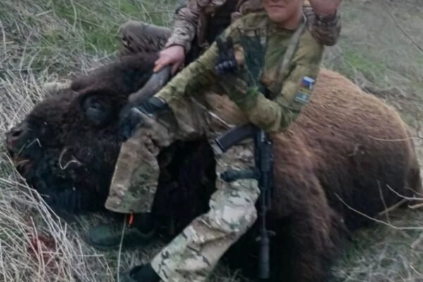 Росіяни вбили червонокнижного зубра в одному з заповідників на півдні України, – UAnimals