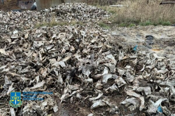 Судитимуть ділків з Дніпропетровщини, що забруднили землі рештками мертвих тварин