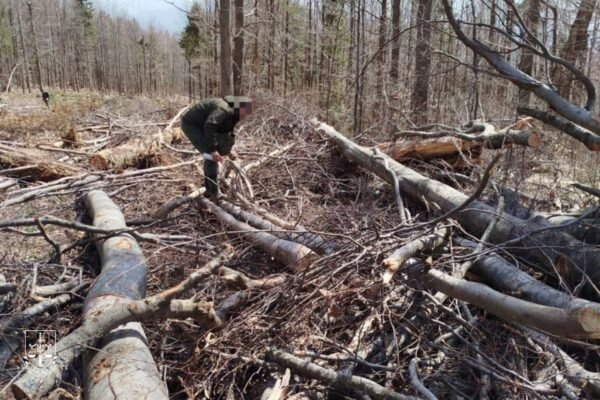 У Карпатських пралісах зрубали 112 буків віком до 200 років. Справою займається екологічна прокуратура
