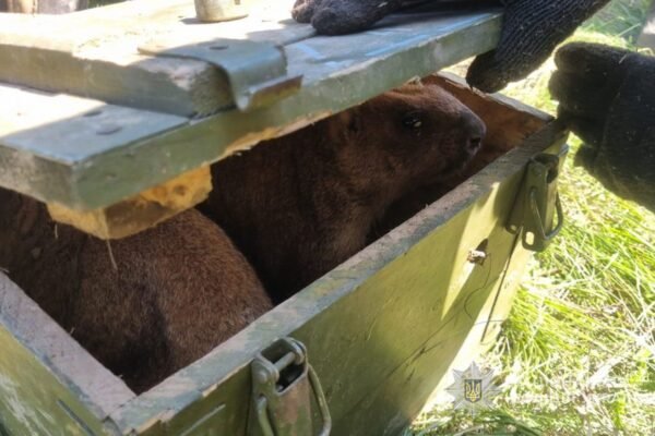 Мисливців на рідкісних тварин впіймали на Сумщині (ФОТО)