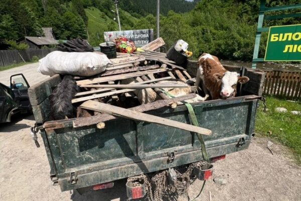 На Закарпатті переправники заховали ухилянтів у вантажівці з худобою