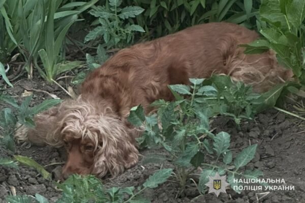 В Тернополі чоловік викинув з 8 поверху собаку