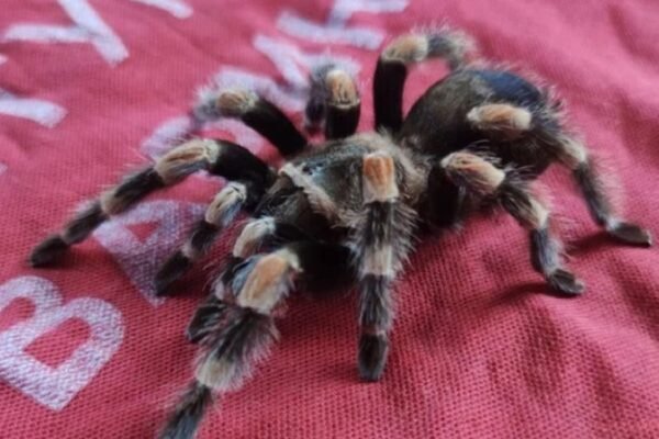 У Києві біля смітника знайшли тераріум із павуком-птахоїдом: Рятувальники оперативно забрали тварину