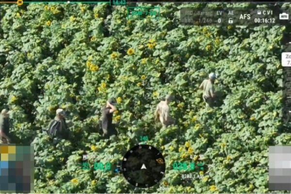 Дрон прикордонників засік групу ухилянтів неподалік кордону з Молдовою: Ховалися у соняхах