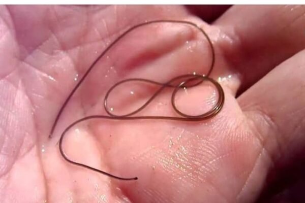 На Закарпатті ідентифікували рідкісного паразитоїда