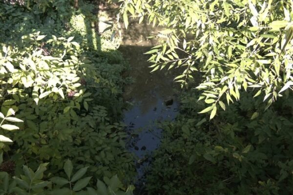 На Тернопільщині висохла річка: екологи б’ють на сполох