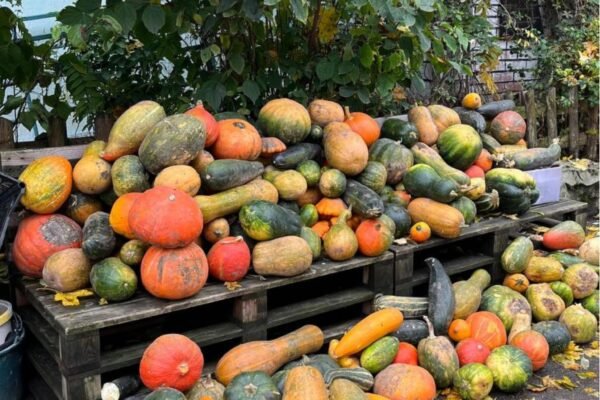 Гарбузи для хвостиків: мешканців Львова закликають приносити гарбузи до притулку тварин