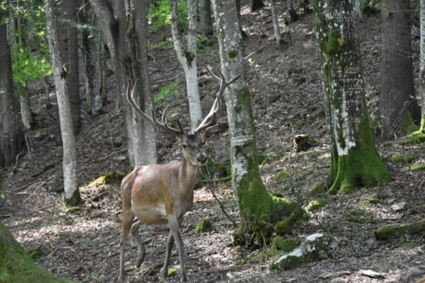 У нацпарках Закарпаття розпочався сезон реву оленя