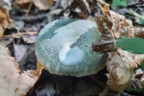 В Галицькому національному парку розповіли, чи є в лісі гриби