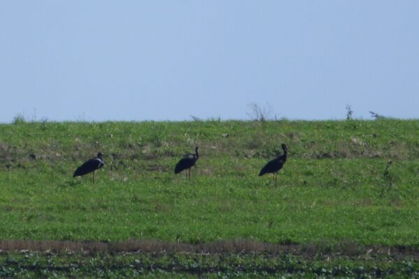 У Медоборах на Тернопільщині зафіксували рідкісного чорного лелеку