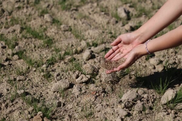 На сміттєзвалищі біля Львова посіяли траву — скоро там можна буде пограти в гольф