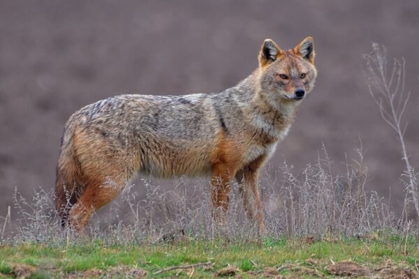 Франківщину атакують шакали