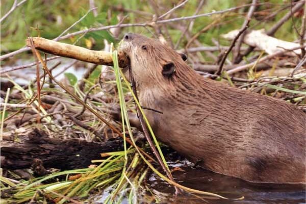 Бобри розбрату: на Франківщині чоловіки ледь не побилися через дамбу, яку збудували бобри