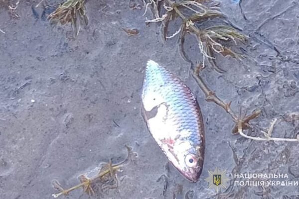 Через перекриті шлюзи на дамбі на Тернопільщині масово загинула риба
