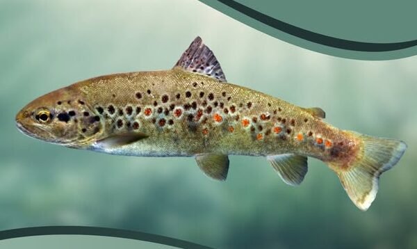 Від завтра у Карпатах заборонено ловити струмкову форель: штраф складає 7225 грн за одну рибину