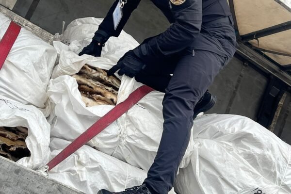 На кордоні зі Словаччиною вилучили партію хутра бобра на 10 млн грн