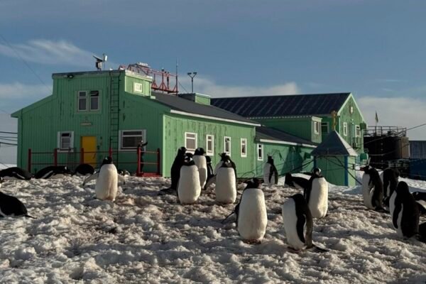 Близько 7 тисяч пінгвінів повернулися на станцію “Академік Вернадський” (ФОТО)