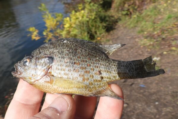 На Прикарпатті з’явилася нова риба – сонячна піранья, яка загрожує місцевій рибі