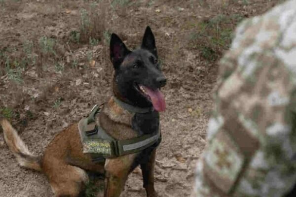 У ДПСУ розповіли історію кінолога, який не уявляє себе без кордону та його вівчарки Барбі (ФОТО, ВІДЕО)