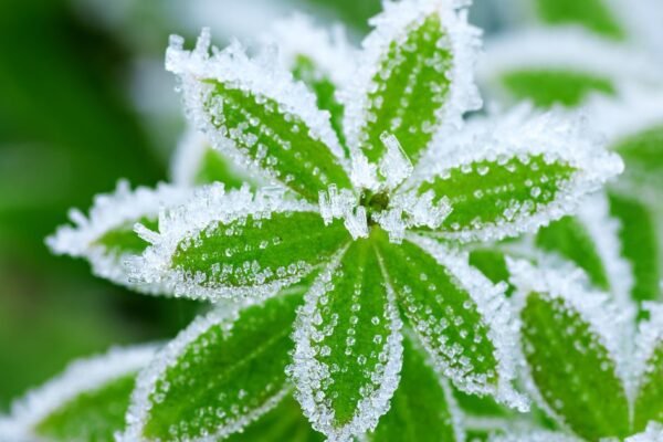 Укргідрометцентр попереджає про заморозки вночі 15 жовтня