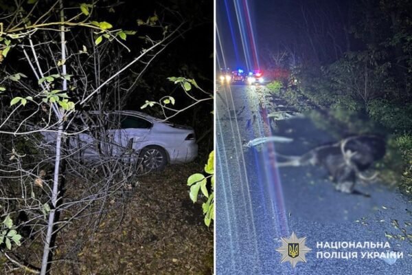 На Хмельниччині авто протаранило лося, що раптово вибіг на дорогу: Водій та тварина загинули