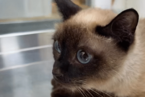 У селі біля Львова п’ятеро котів жили два місяці зачинені з мертвою господинею