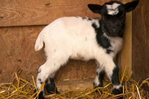 У львівському еколого-натуралістичному центрі народилося камерунське козеня