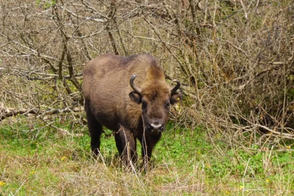 У «Сколівських Бескидах» закупили 12 тонн корму для червонокнижних зубрів (ФОТО)