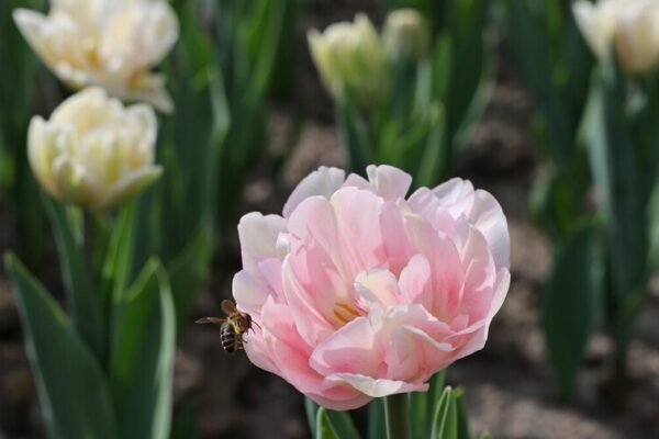 Навесні у Львові зацвіте понад 170 тисяч тюльпанів: на міських клумбах почали висадку цибулин (ФОТО)