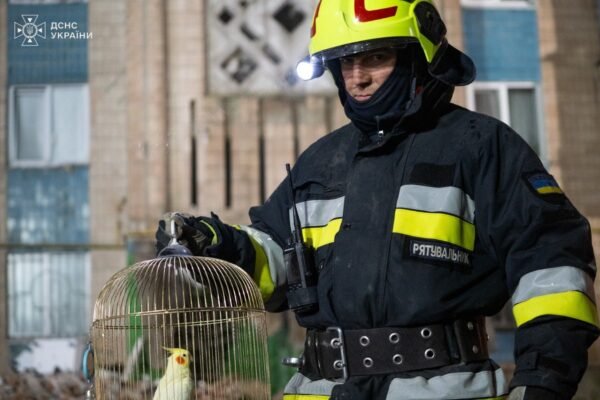 Серед руїн будинку в Тернополі, куди поцілила ракета, рятувальники знайшли живого та неушкодженого папугу
