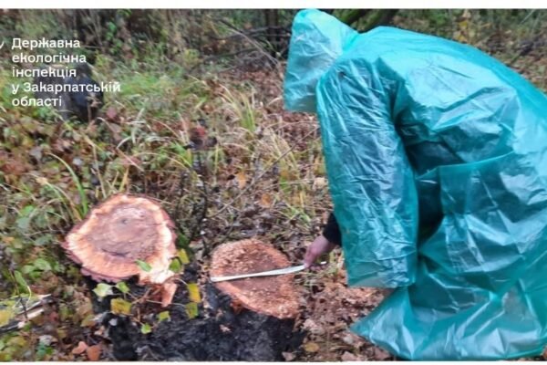 На Закарпатті виявили масштабну вирубку лісу: збитки складають понад 8 млн грн