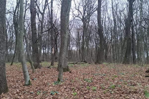 На Львівщині знайшли старовікову діброву: територію планують зробити заповідною