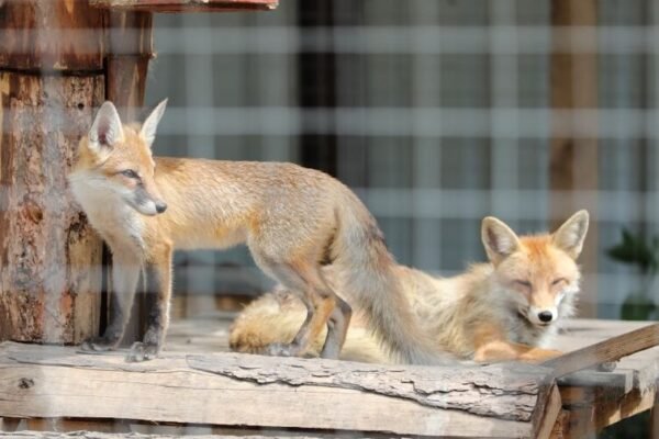 Новий шанс для чотирилапих: Домівка врятованих тварин у Львові збирає речі для допомоги підопічним
