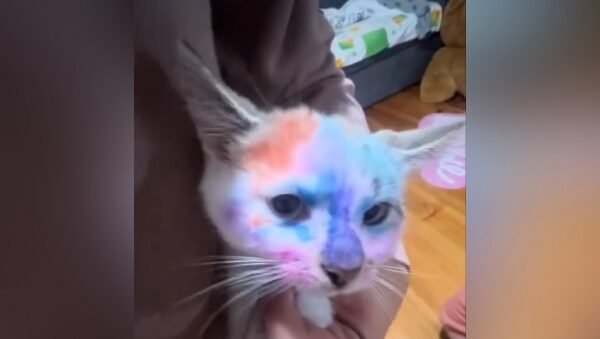 Діти львівської лікарки розмалювали кота фломастерами – поліція розпочала перевірку