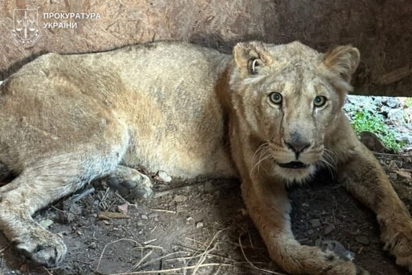 Власника притулку, звідки у Хмельницькому втекли левиці, відправили під домашній арешт