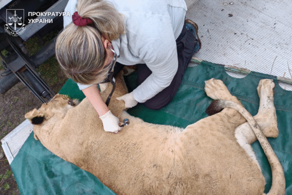 Двох левиць, що днями втекли з вольєра у Хмельницькому, передали зоозахисникам