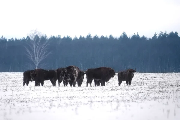 На Львівщині проведуть облік зубрів, занесених до Червоної книги України