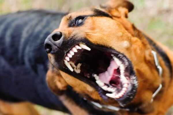 У селі на Львівщині запровадили карантин через сказ у двох собак