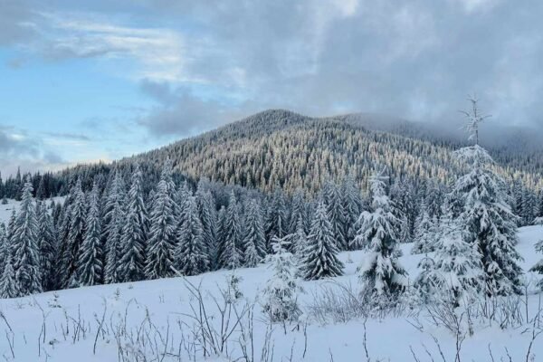 У парку «Синевир» посилюють захист від крадіїв новорічних ялинок