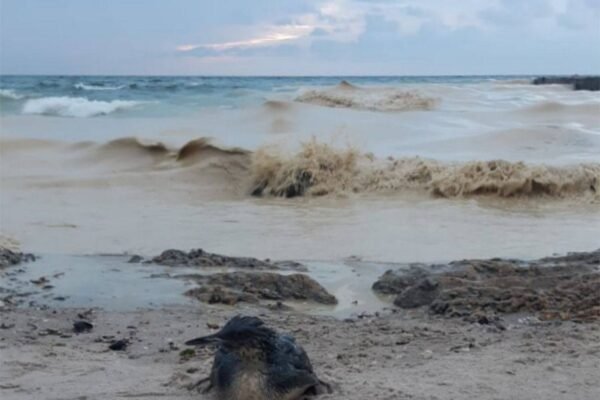 Забруднення на пляжах Одеси зумовлено рослинною олією, яка потрапила в акваторію Чорного моря після російської атаки, – Офіс генпрокурора