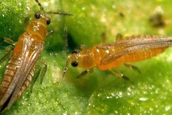 На Львівщині через небезпечного шкідника спалили 2 тонни зелені з Італії