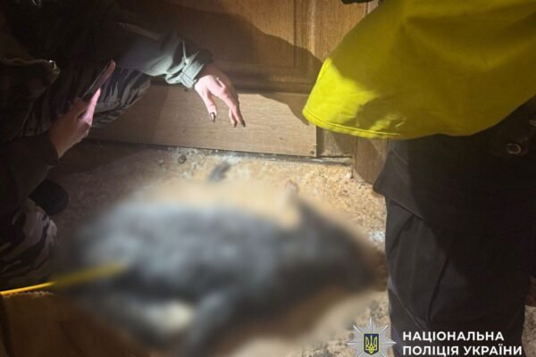 У Києві 55-річна жінка утримувала у квартирі вовка та лисицю