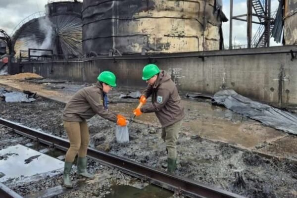 В Україні після російських атак подешевшав соняшник через зупинку експорту олії