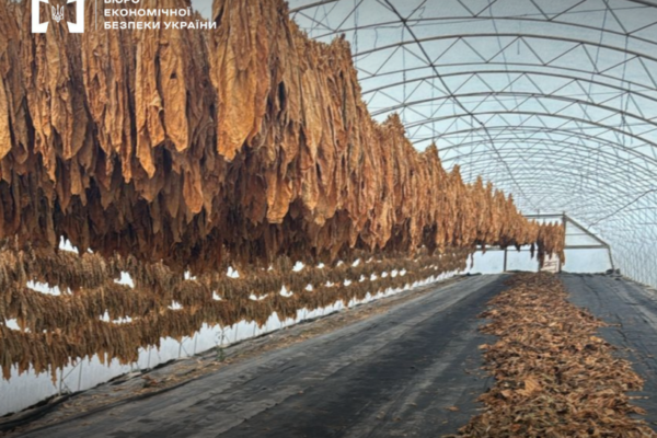 БЕБ ліквідувало на Прикарпатті незаконне виробництво тютюну з плантаціями на 12 гектарах