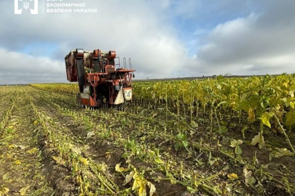 40 гектарів тютюну та цехи з переробки продукції: БЕБ на Волині викрило маштабне нелегальне виробницво