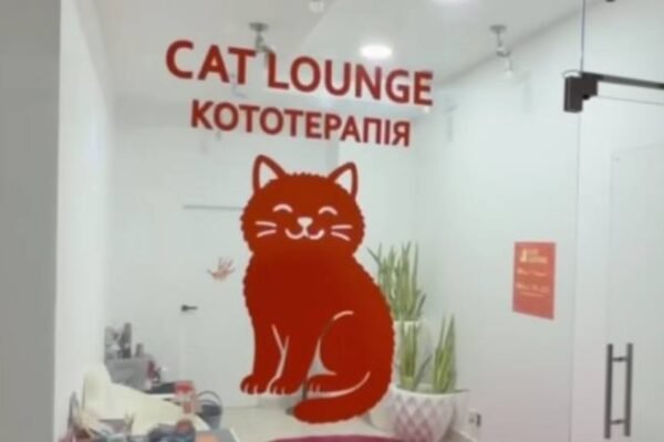 В Одесі поліція відкрила кримінальне провадження за фактом загибелі кошенят у котокафе