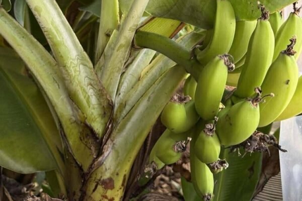 В оранжереї Стрийського парку у Львові достигають банани (ФОТО)