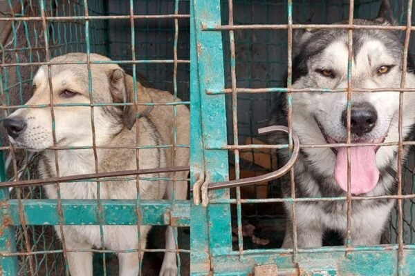 У Павлограді масово відловлюють безпритульних собак для стерилізації (ВІДЕО)